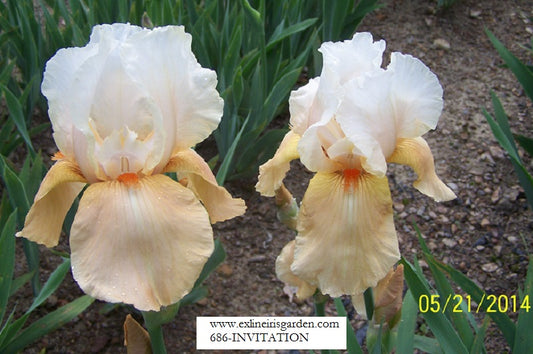 The flower Invitation - Tall Bearded Iris (TB)