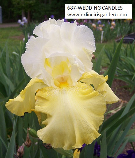 The flower Wedding Candles - Tall Bearded Iris (TB)