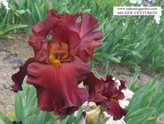 The flower New Centurion - Tall Bearded Iris (TB)