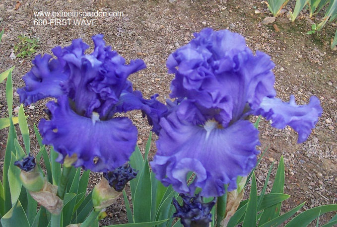 The flower First Wave - Tall Bearded Iris (TB)