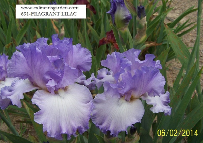 The flower Fragrant Lilac - Tall Bearded Iris (TB)