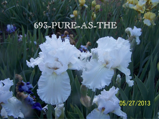 The flower Pure-As-The - Tall Bearded Iris (TB)