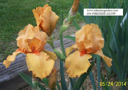 The flower Fireside Glow - Tall Bearded Iris (TB)