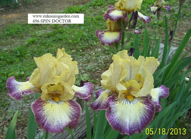 The flower Spin Doctor - Tall Bearded Iris (TB)