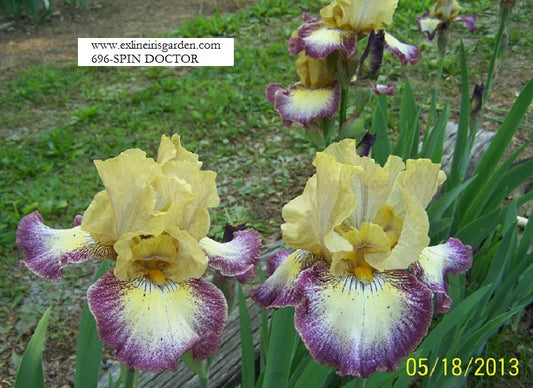 The flower Spin Doctor - Tall Bearded Iris (TB)