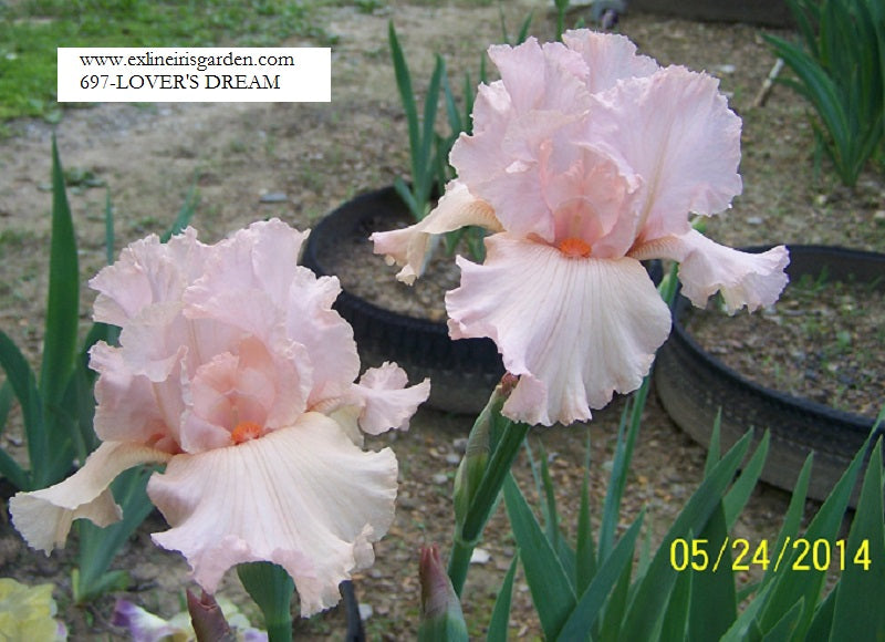 The flower Lover's Dream - Tall Bearded Iris (TB)