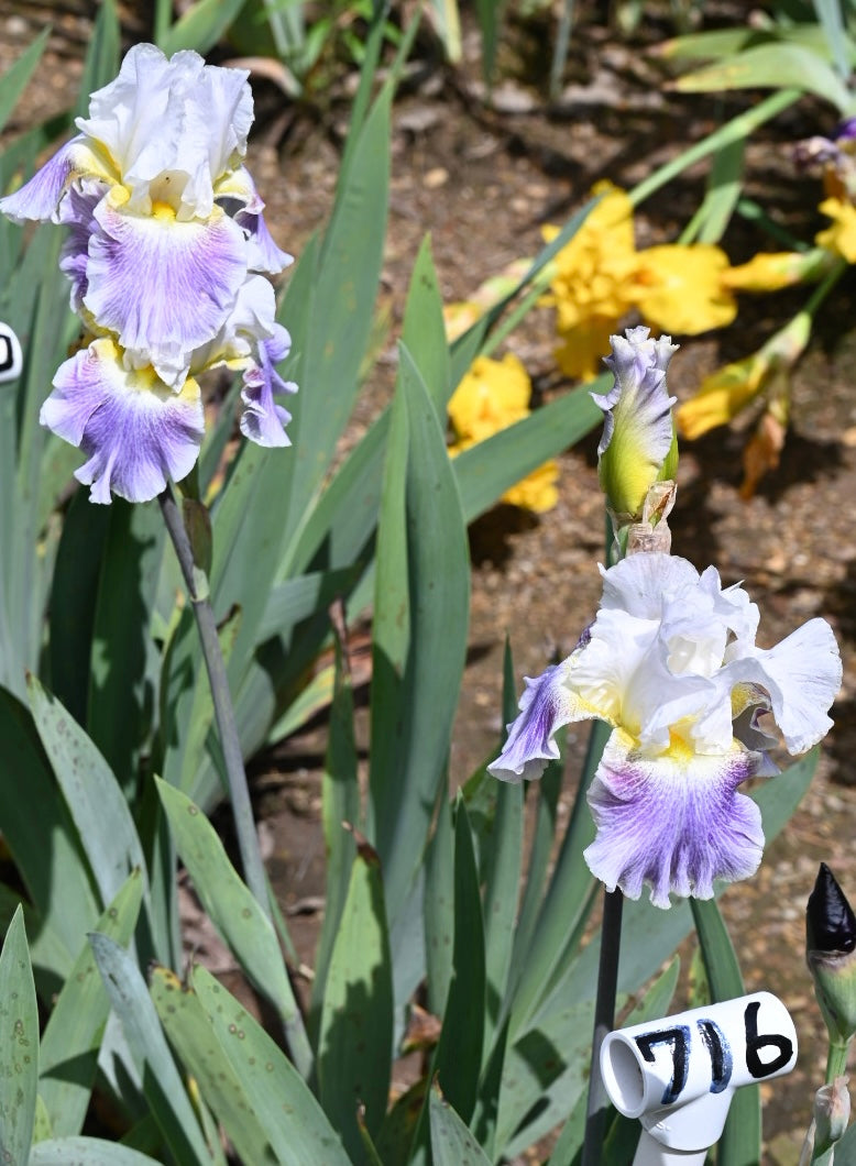 Invitation Only - Tall Bearded Iris (TB) – Exline Iris Garden