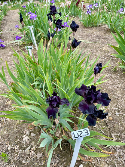 Unidentified Black TB #2