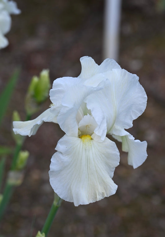 Appalachian Spring