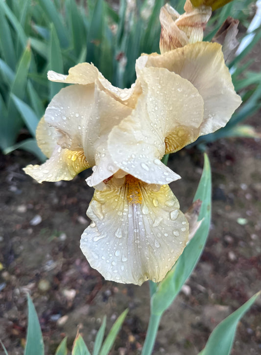 Fragrant Cloud