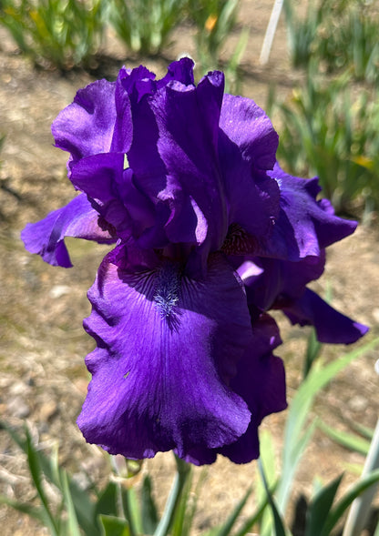Prince Indigo
