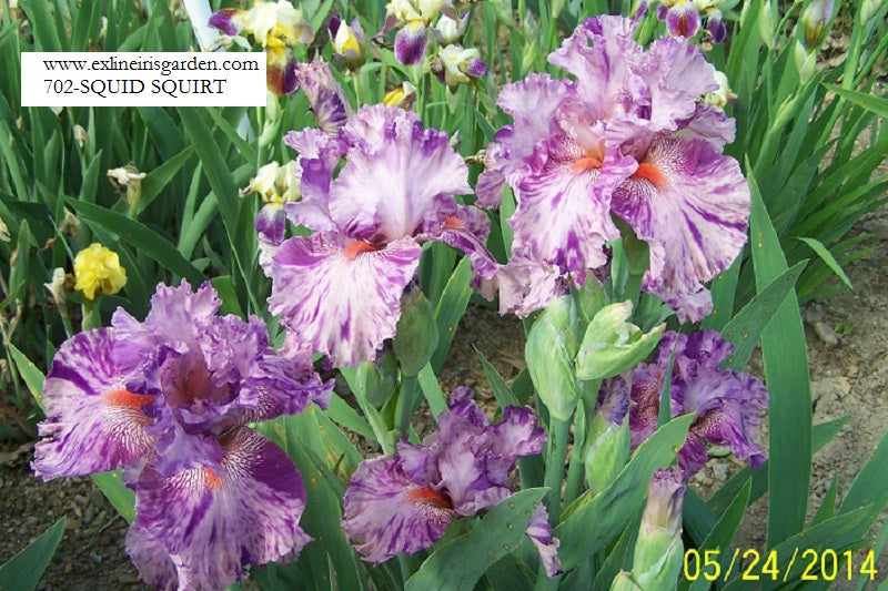 The flower Squid Squirt - Tall Bearded Iris (TB)