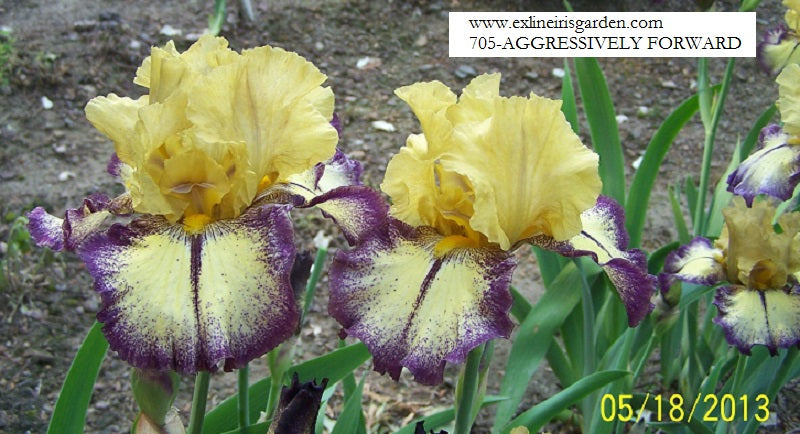 The flower Aggressively Forward - Tall Bearded Iris (TB)