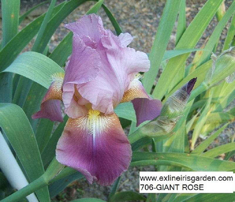 The flower Giant Rose - Tall Bearded Iris (TB)