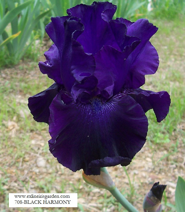 The flower Black Harmony - Tall Bearded Iris (TB)