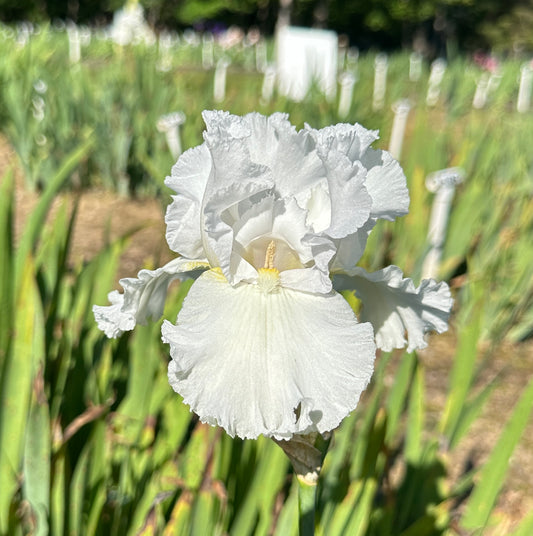 Pure-As-The