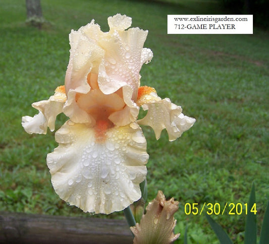 The flower Game Player - Tall Bearded Iris (TB)