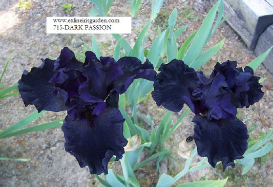 The flower Dark Passion - Tall Bearded Iris (TB)