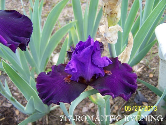 The flower Romantic Evening - Tall Bearded Iris (TB)