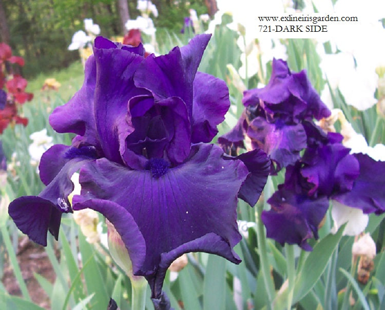 The flower Darkside - Tall Bearded Iris (TB)