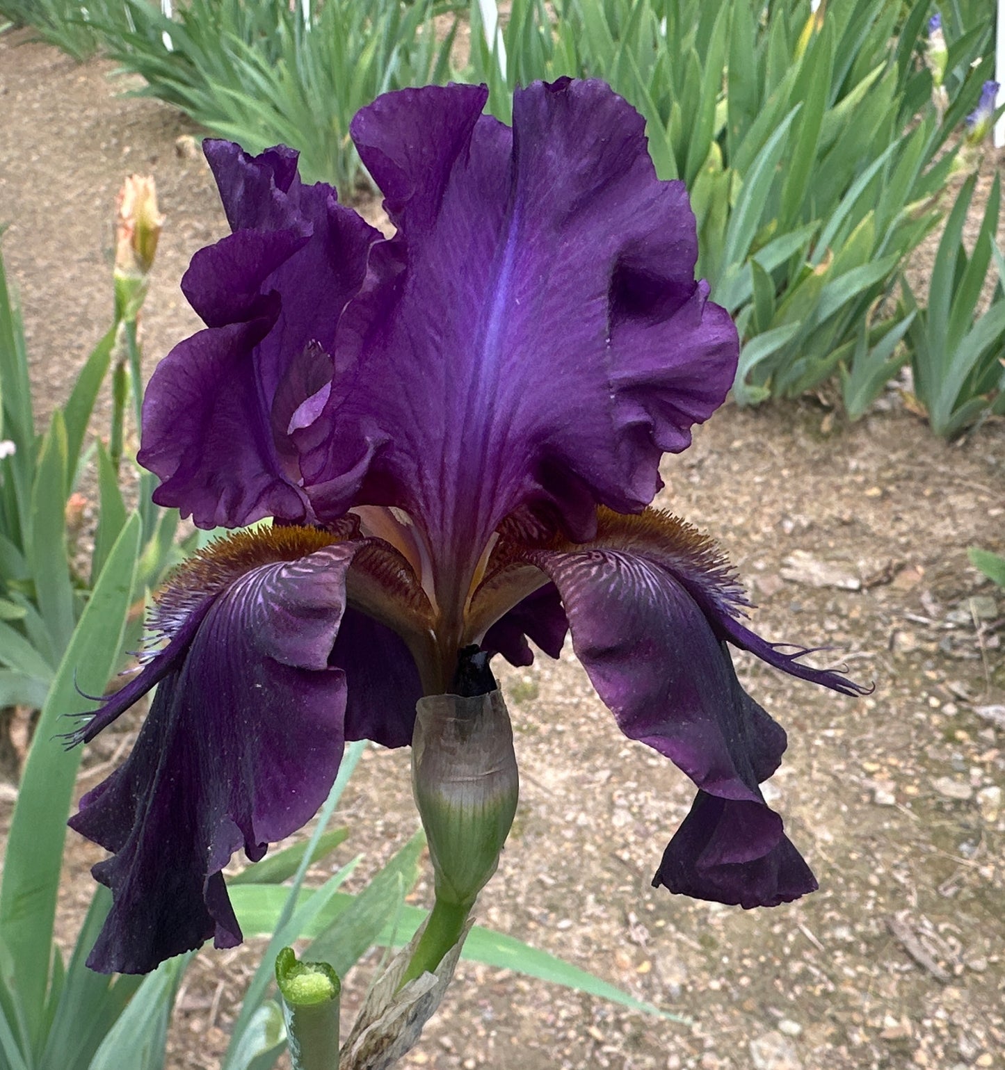 Unidentified Purple TB #8
