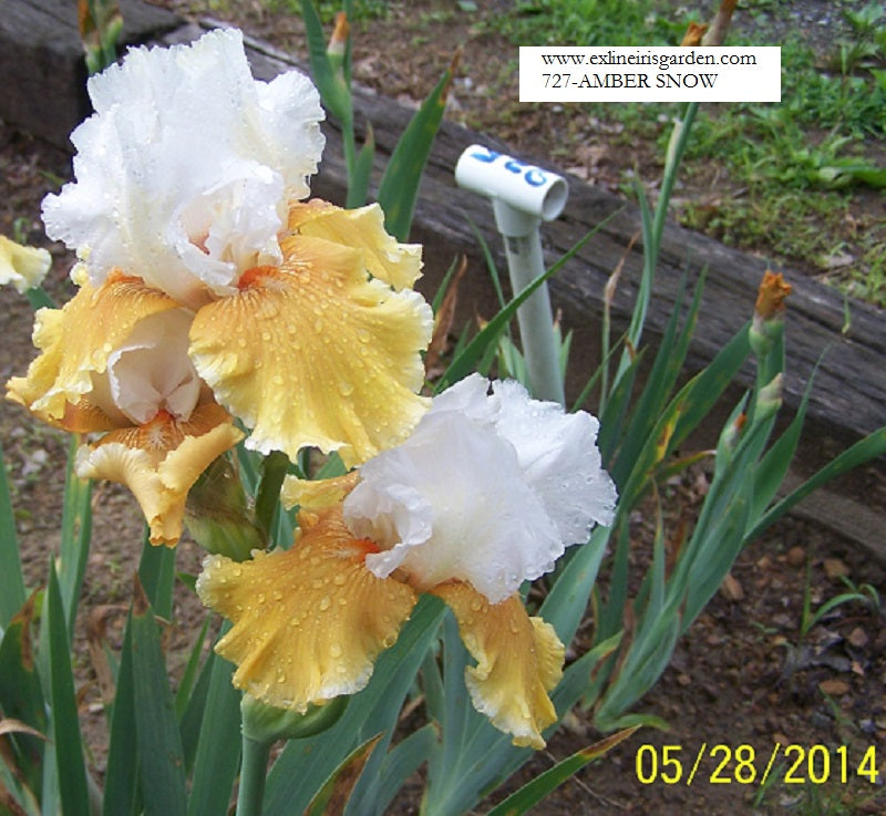 The flower Amber Snow - Tall Bearded Iris (TB)