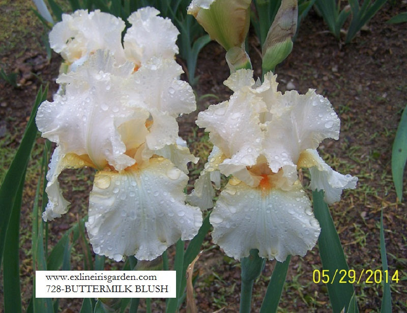 The flower Buttermilk Blush - Tall Bearded Iris (TB)