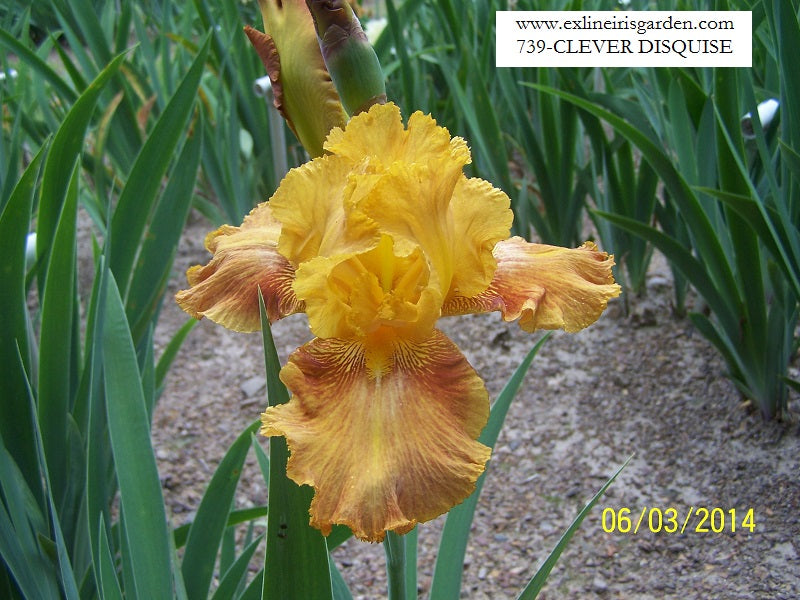 The flower Clever Disguise - Tall Bearded Iris (TB)