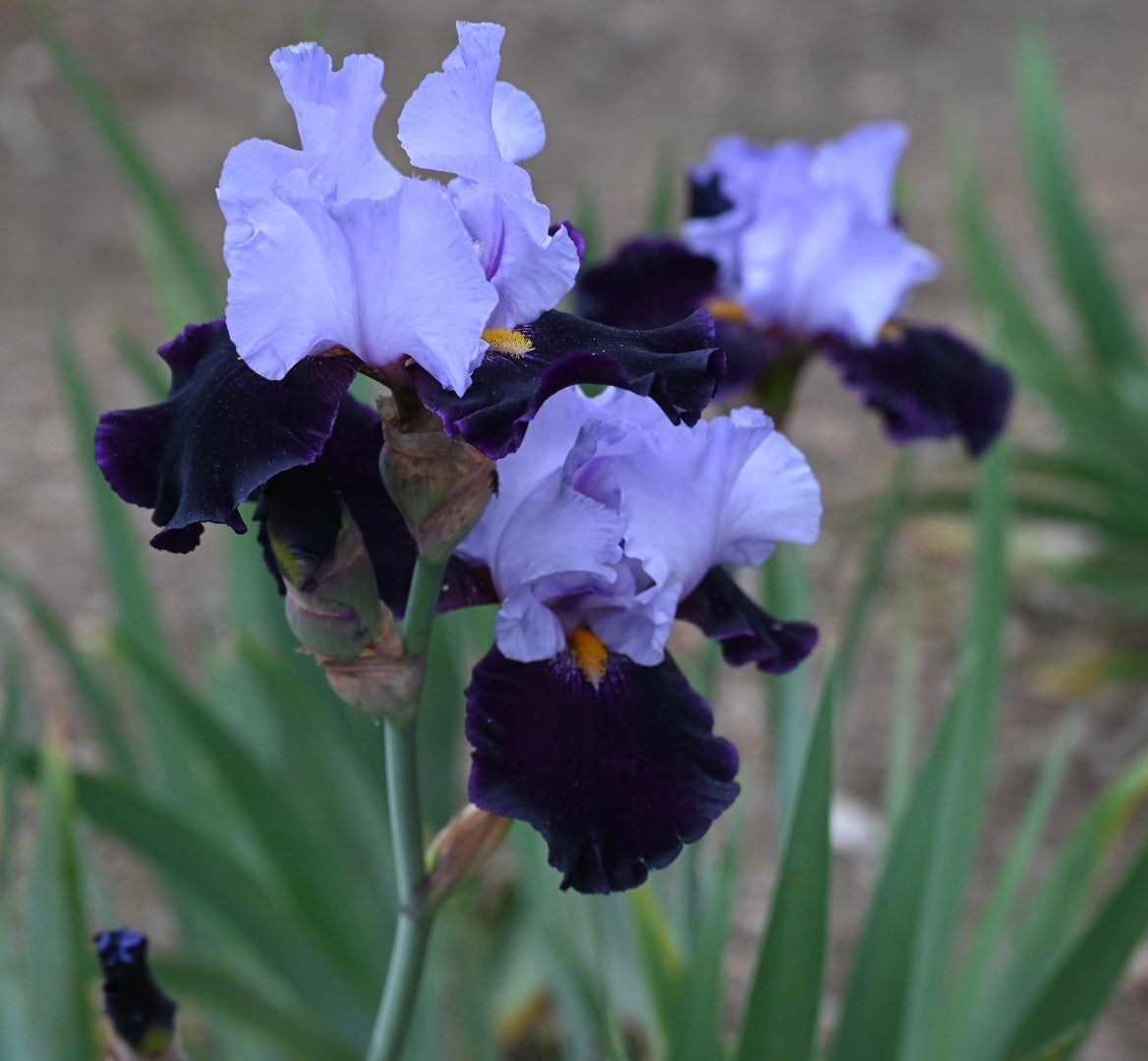 Habit