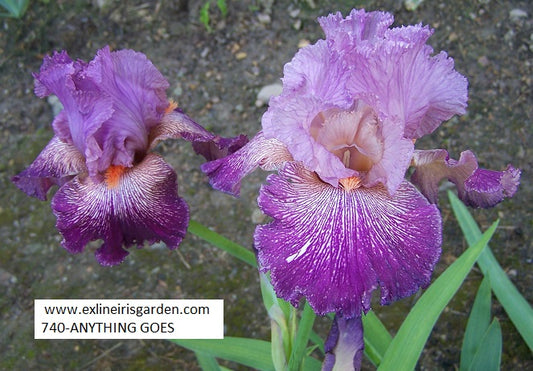 The flower Anything Goes - Tall Bearded Iris (TB)