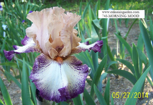 The flower Morning Mood - Tall Bearded Iris (TB)