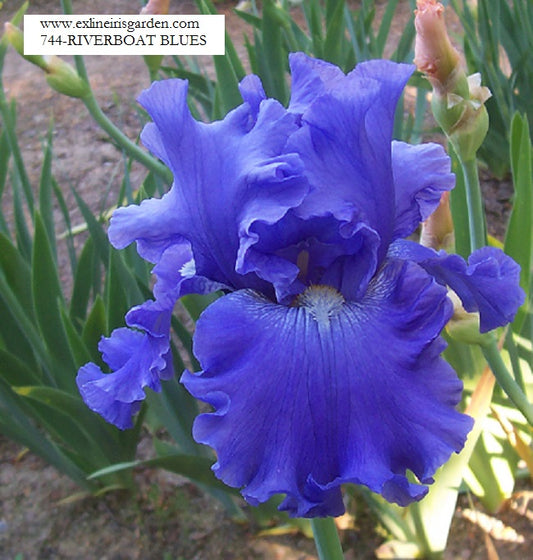 The flower Riverboat Blues - Tall Bearded Iris (TB)