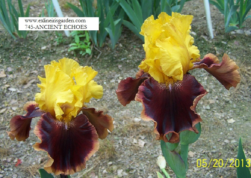 The flower Ancient Echoes - Tall Bearded Iris (TB)