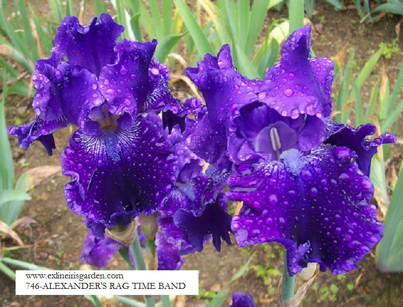 The flower Alexander's Ragtime Band - Tall Bearded Iris (TB)