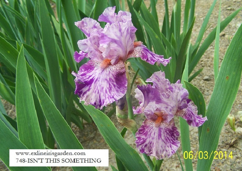 The flower Isn't This Something - Tall Bearded Iris (TB)