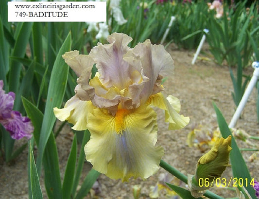 The flower Baditude - Tall Bearded Iris (TB)