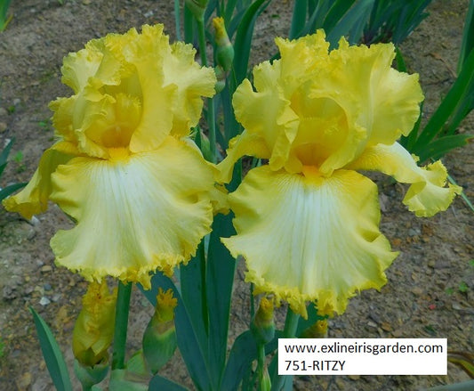 The flower Ritzy - Tall Bearded Iris (TB)