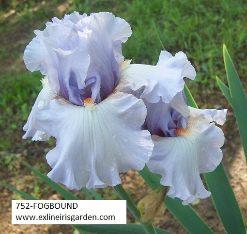 The flower Fogbound - Tall Bearded Iris (TB)