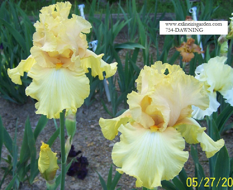 The flower Dawning - Tall Bearded Iris (TB)