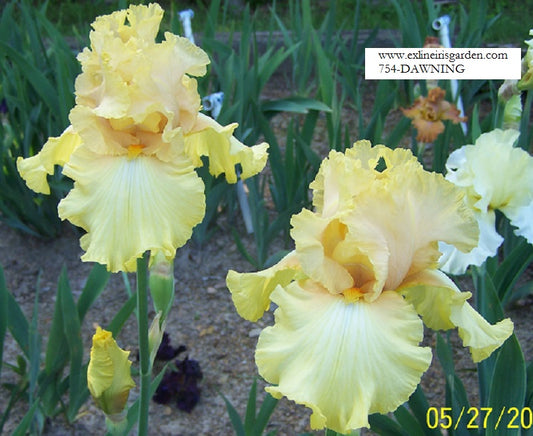 The flower Dawning - Tall Bearded Iris (TB)