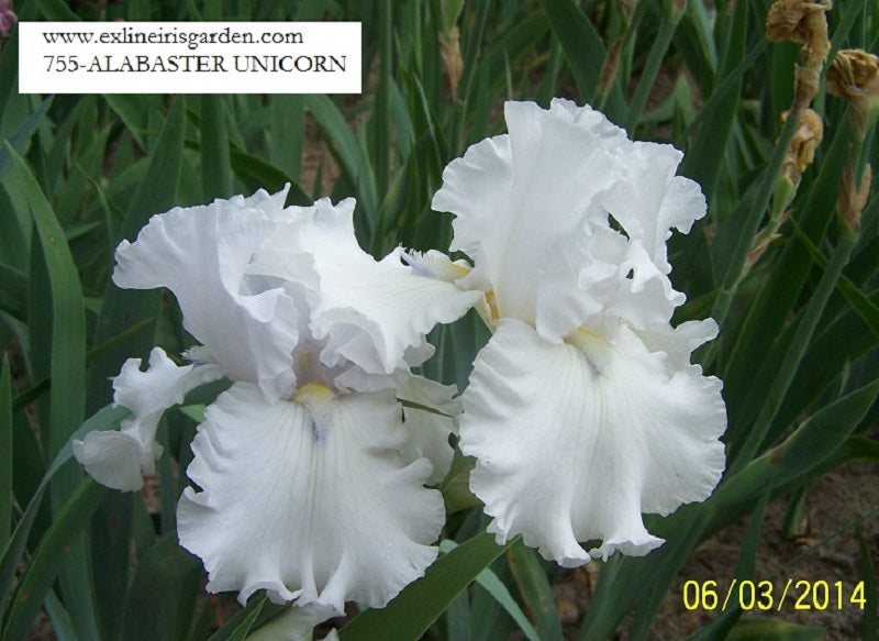 The flower Alabaster Unicorn - Tall Bearded Iris (TB)