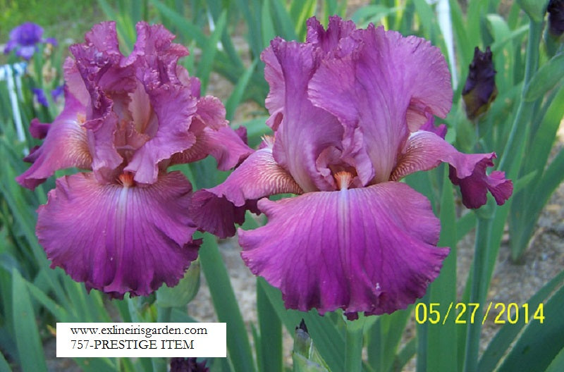 The flower Prestige Item - Tall Bearded Iris (TB)