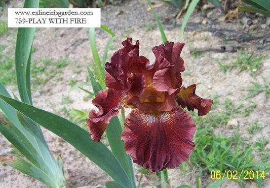 The flower Play With Fire - Tall Bearded Iris (TB)