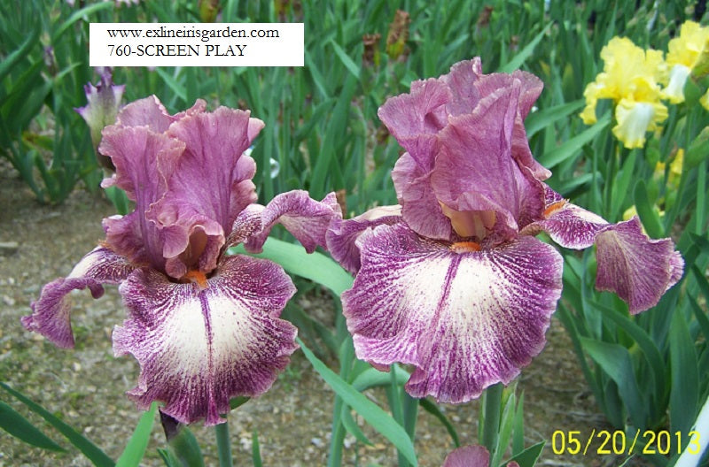 The flower Screen Play - Tall Bearded Iris (TB)