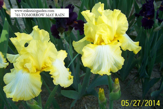 The flower Tomorrow May Rain - Tall Bearded Iris (TB)