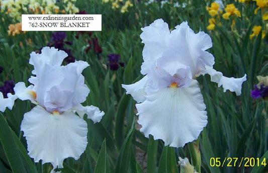 The flower Snow Blanket - Tall Bearded Iris (TB)