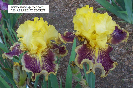 The flower Apparent Secret - Tall Bearded Iris (TB)