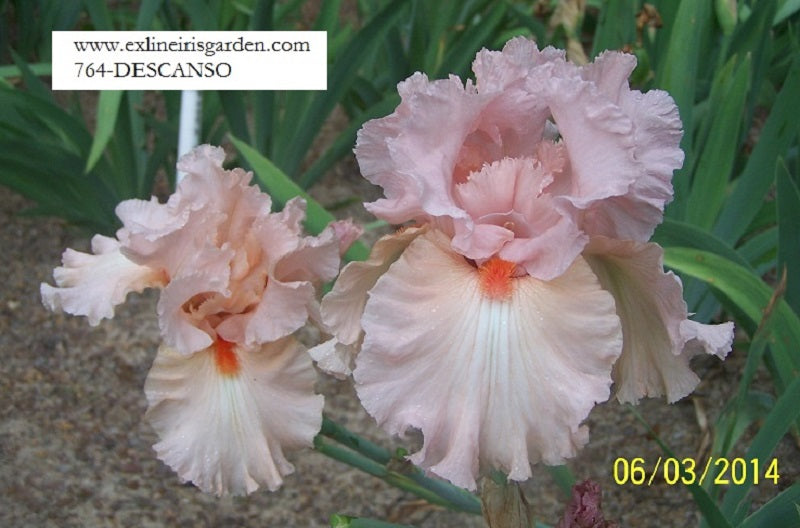 The flower Descanso - Tall Bearded Iris (TB)