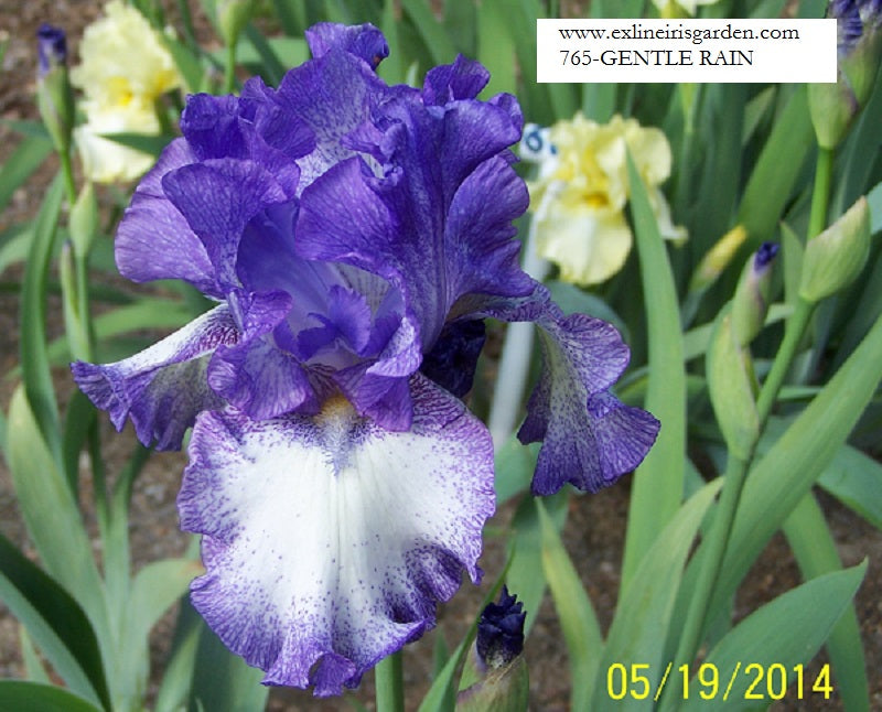 The flower Gentle Rain - Tall Bearded Iris (TB)