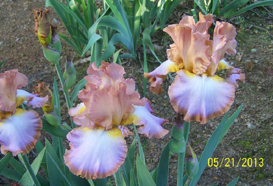 The flower Different World - Tall Bearded Iris (TB)